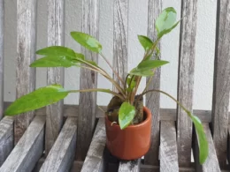 POTTED CRYPTOCORYNE buy online