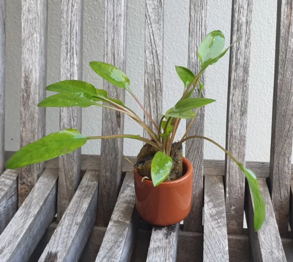 POTTED CRYPTOCORYNE buy online