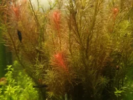 Rotala Wallichii Bunch buy online