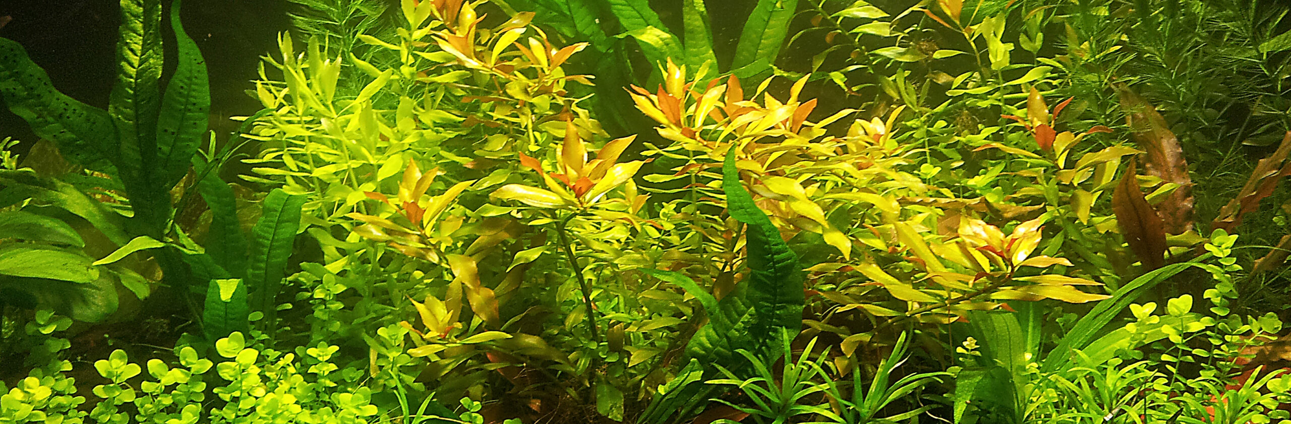 Aquarium Plants Online Banner