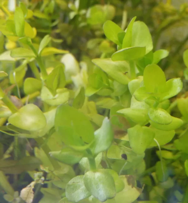 Bacopa Caroliniana Bubch buy online