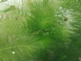 Hornwort (Ceratophyllum Demersum) buy online