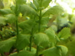 HYGROPHILA DIFFORMIS buy online