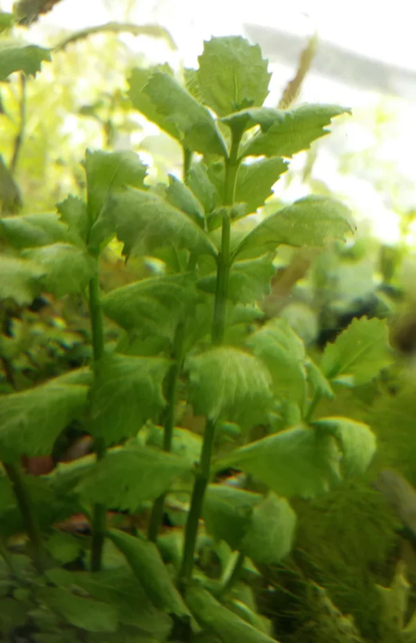 HYGROPHILA DIFFORMIS buy online