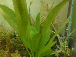 Echinodorus Amazonicus 'AMAZON SWORD' - LARGE buy online