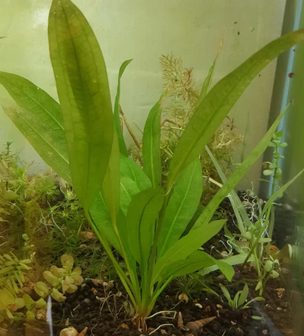 Echinodorus Amazonicus 'AMAZON SWORD' - LARGE buy online