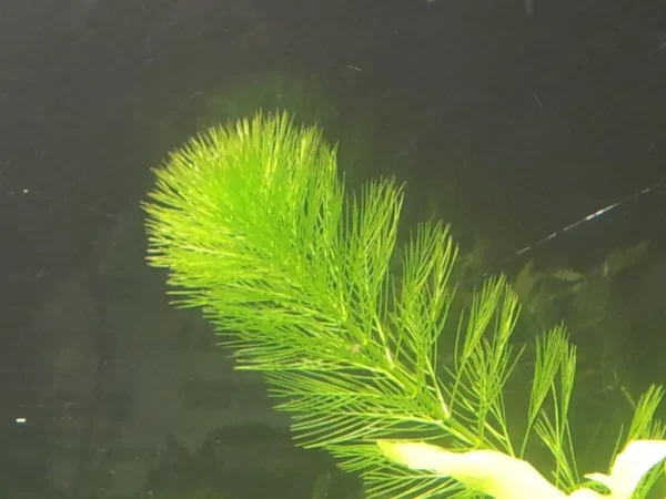 MILFOIL buy online