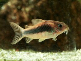 Bronze corydoras, Corydoras aeneus, tropical freshwater fish in the aquarium