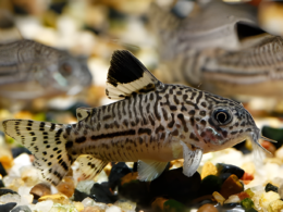 CORYDORAJULII