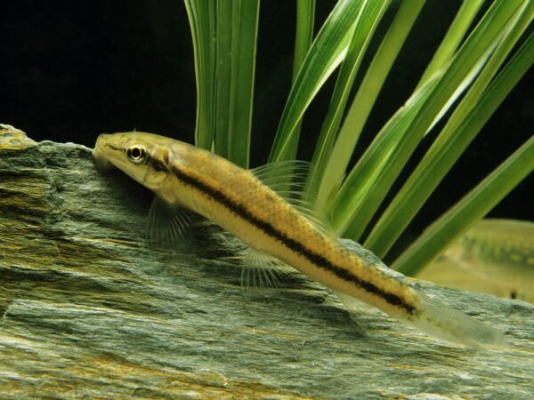 Siamese or Chinese Algae Eater, gyrinocheilus aymonieri