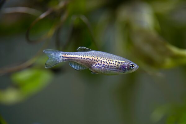 Danio,Rerio,-,Leopard,Danio