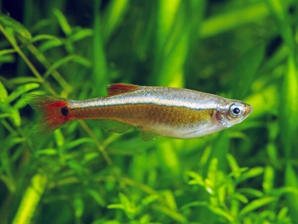 White Cloud Mountain minnow.