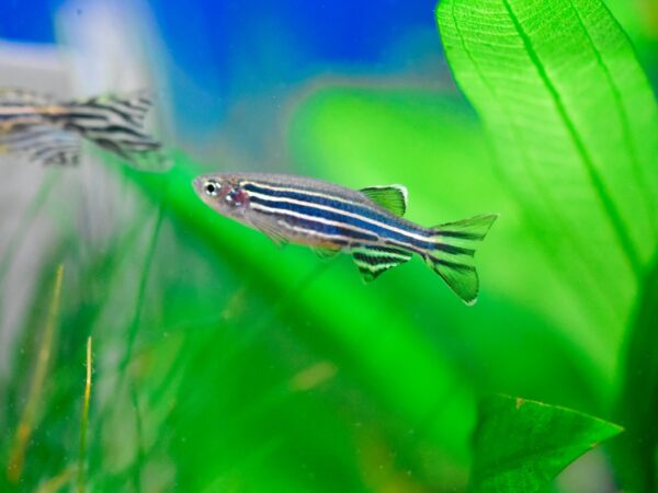 Freshwater aquarium fish, BrachydanioÂ rerio, zebra danio