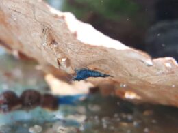 Royal Blue Shrimp (Neocaridina davidi)