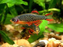 galaxy-rasbora-celestial-pearl-danio-livestock