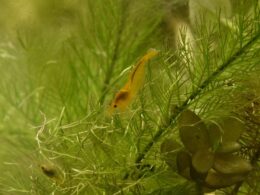 yellow-shrimp-neocaridina-davidi-livestock