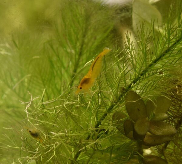 yellow-shrimp-neocaridina-davidi-livestock